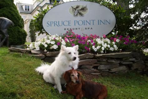 dog friendly hotels in wells maine|Dog Friendly Wells, ME